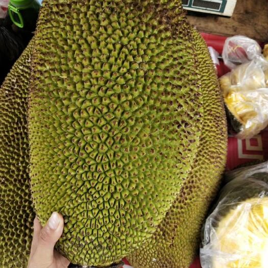 灵山县马来西亚一号菠萝蜜苗 带营养杯发货  嫁接苗