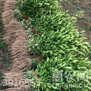 平邑县蜜柚苗 