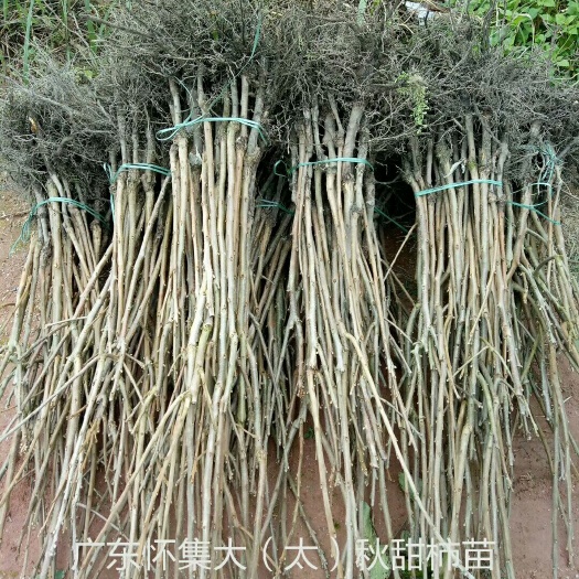 怀集县太秋甜柿苗  2018年中国亚果会——十强水果