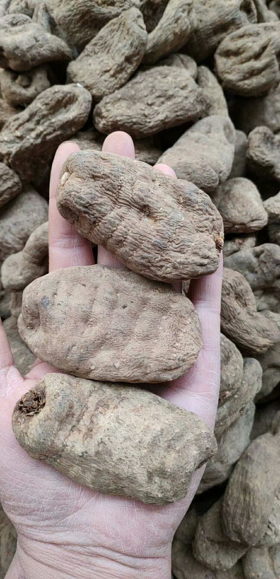 小草坝天麻 