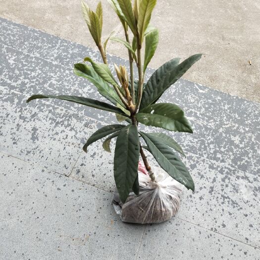象山县白沙枇杷苗 