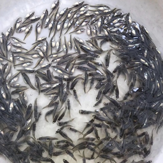 惠州加州鲈鱼苗