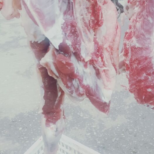 社旗县羊肉类 生肉 