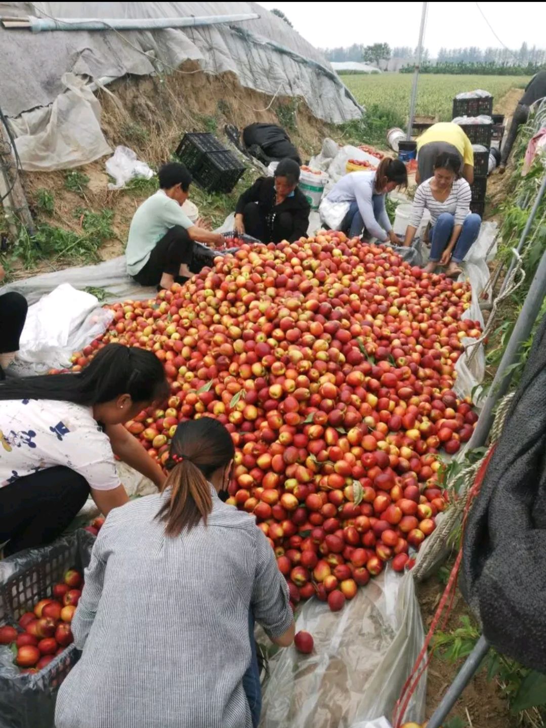 中油4号油桃 2两以上 55mm以上 