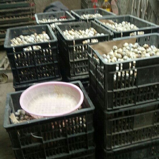 武陟县黄羽鹌鹑蛋 食用 箱装 