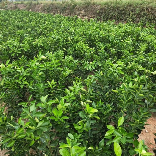 新宁县纽荷尔脐橙苗 嫁接苗 0.5~1米 