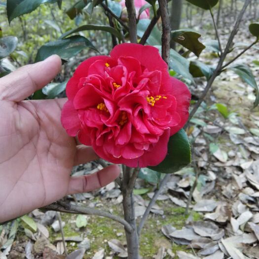 咸宁茶花茶花苗山茶花苗苗圃直销批发价