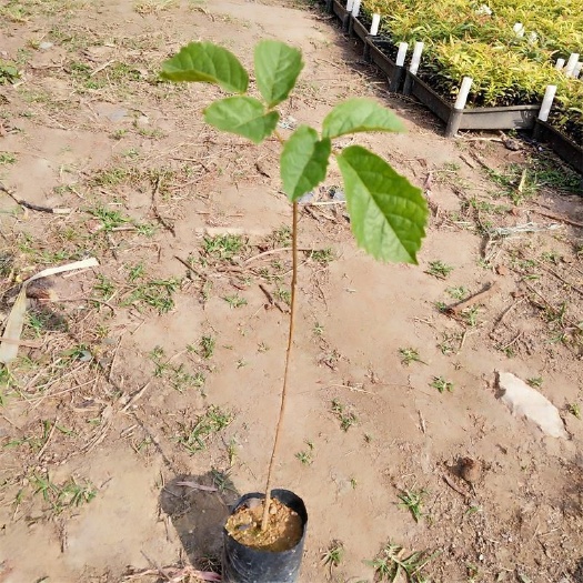 黄花风铃木 广州基地批发多花袋苗 20-35公分高