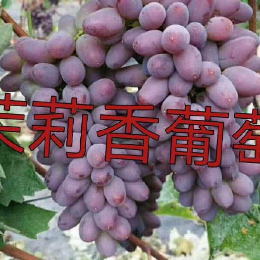 平邑县茉莉香葡萄苗 