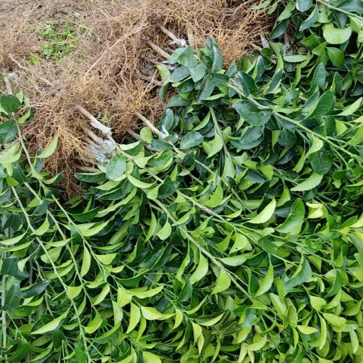 荔浦市沙糖桔苗 嫁接苗 0.5~1米 