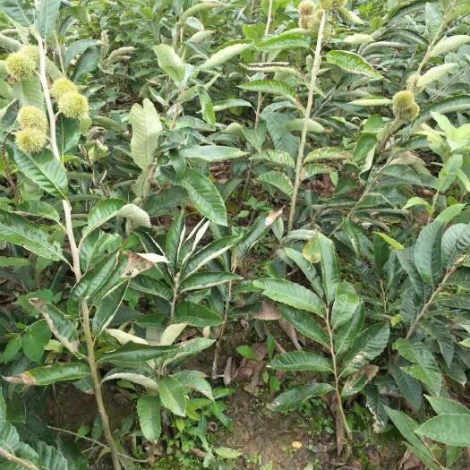 成都油栗苗 嫁接苗 0.5~1米 