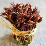 重庆市红油香椿芽 6cm以上