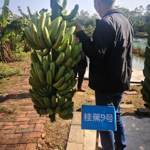 灵山县中蕉9号香蕉苗 