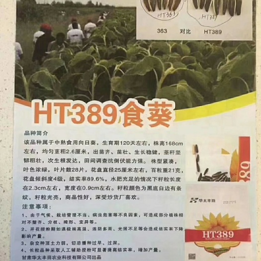 向日葵种子  矮杆抗列当葵花种子