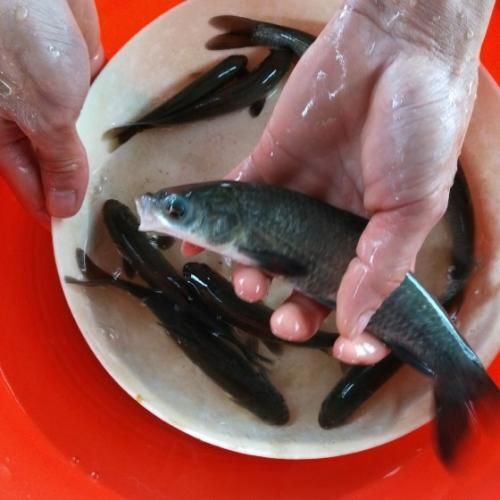 湖州青鱼苗 