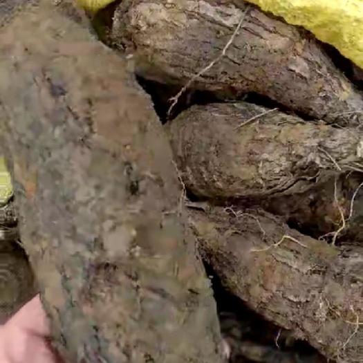 江门紫茉莉种子  入地老鼠