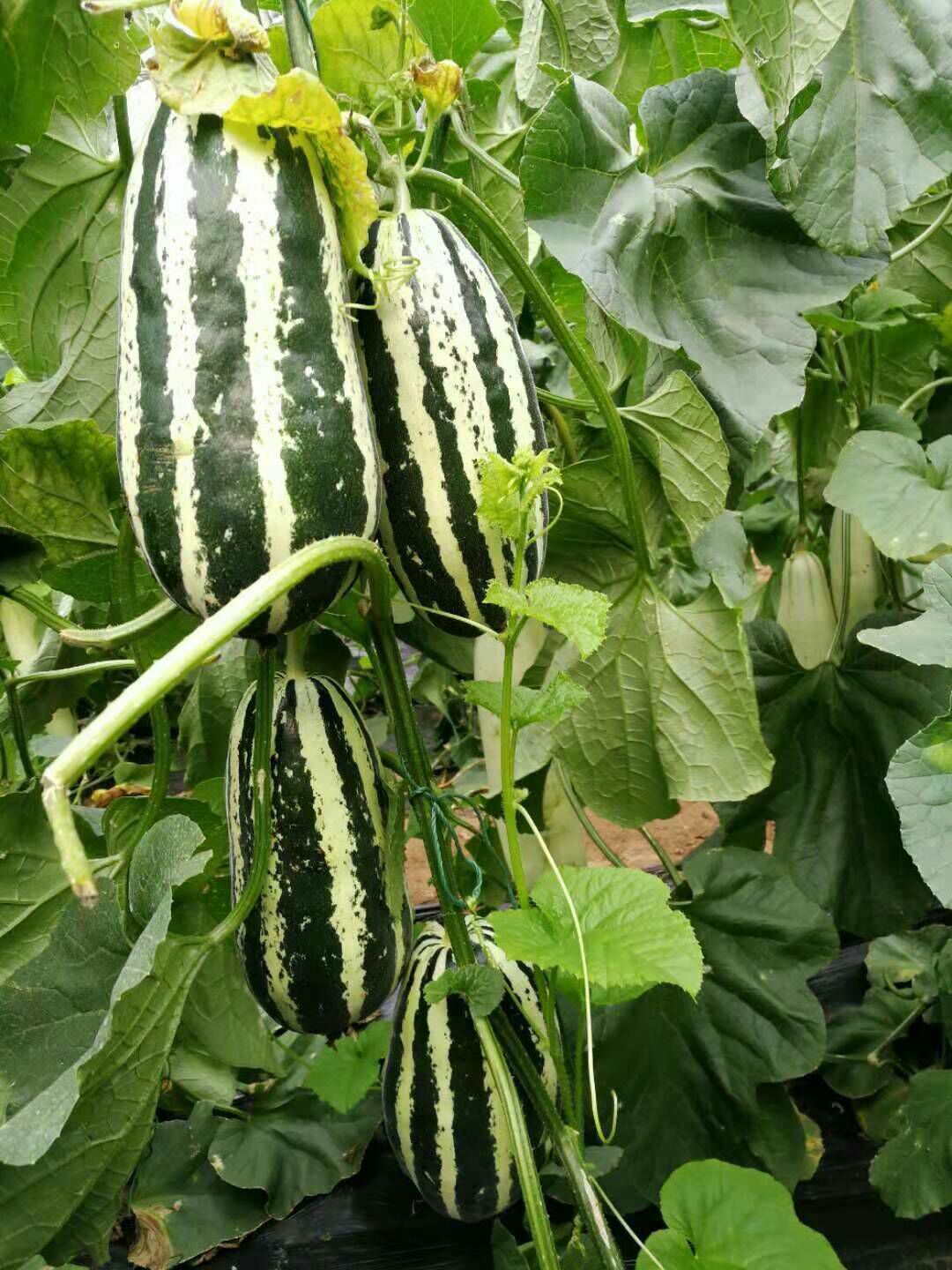 博洋9号甜瓜 羊角蜜，冰糖籽，