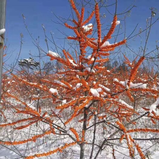 尚志市沙棘苗  （高产大果）二年苗