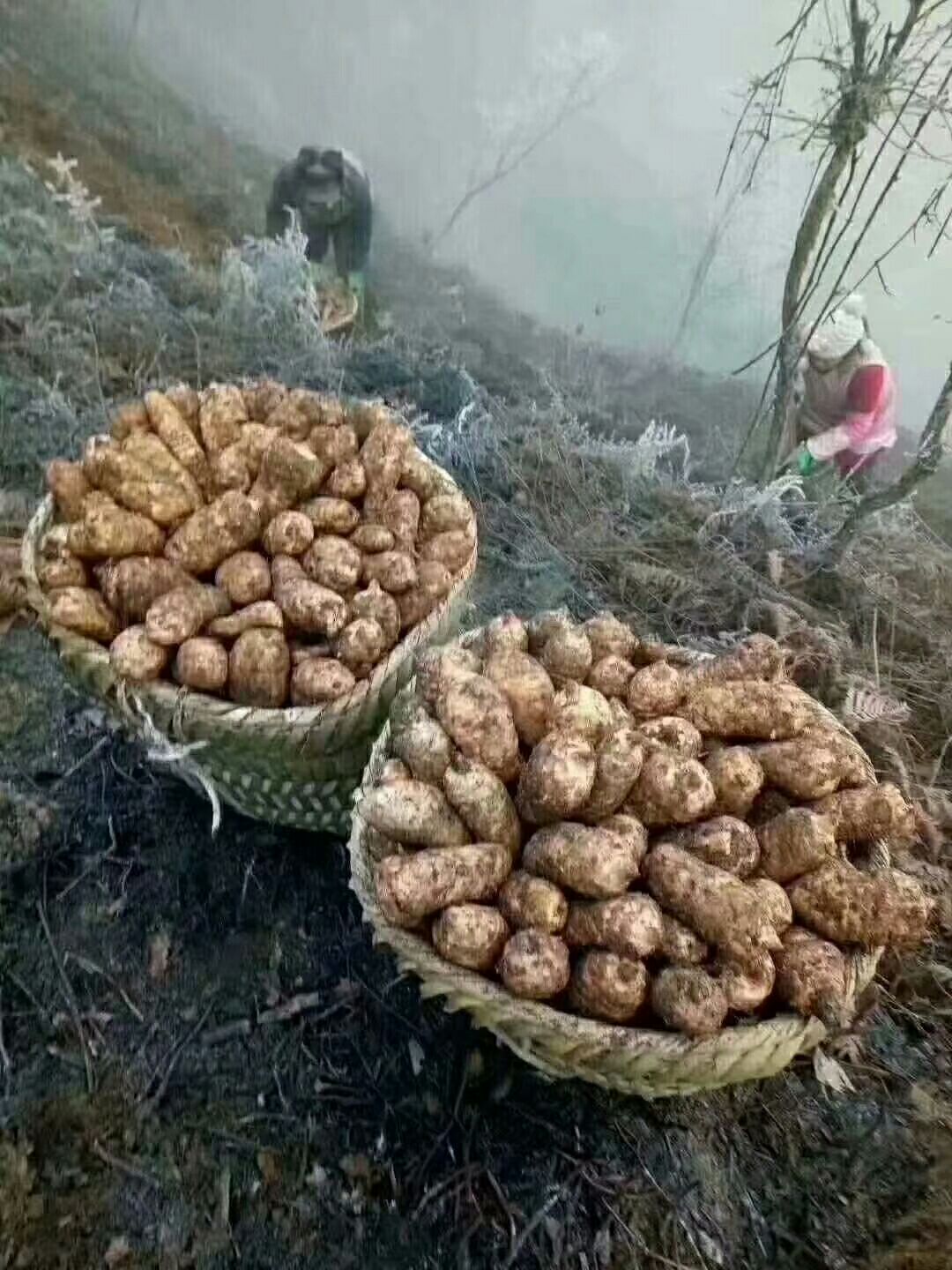 小草坝天麻 