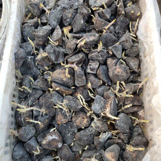 滕州市荷兰15号种薯  荷兰十五号种薯 一级原种