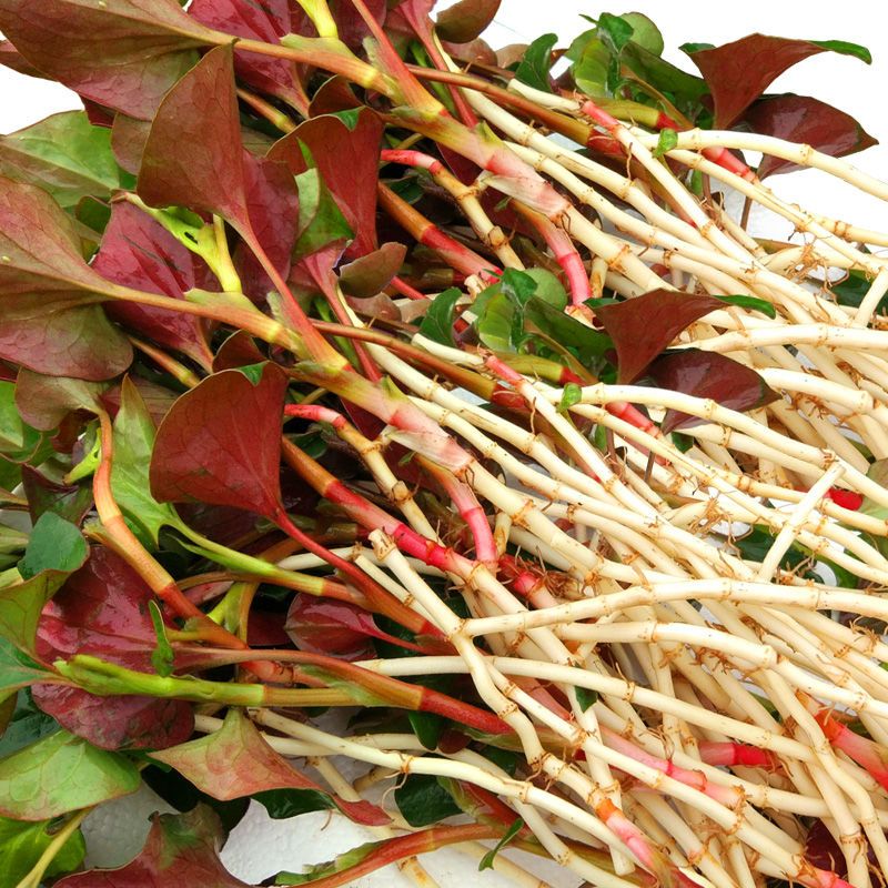 野生鱼腥草 