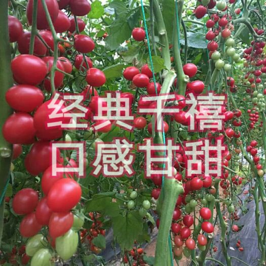 樱桃番茄种子 经典千禧种子/秋延迟推荐