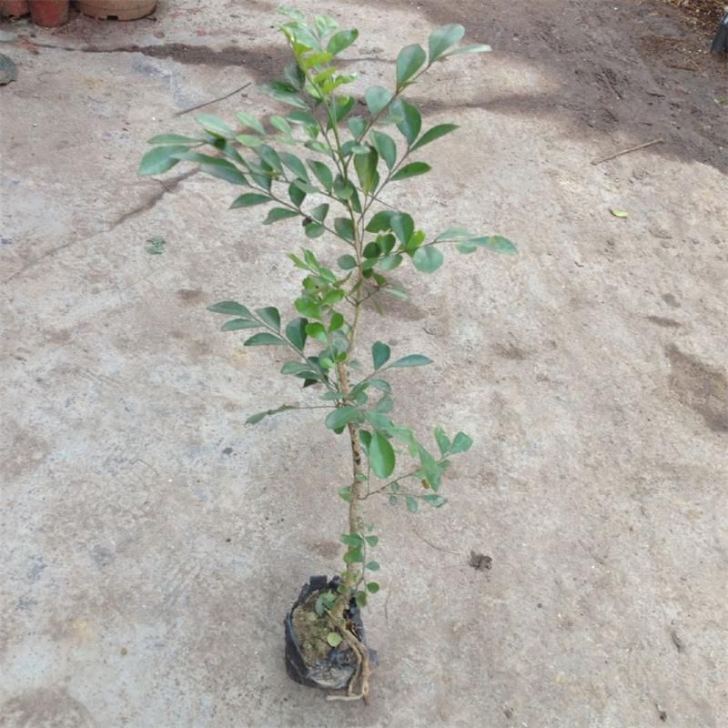 广州 广州基地批发九里香袋苗 室内观叶开花植物