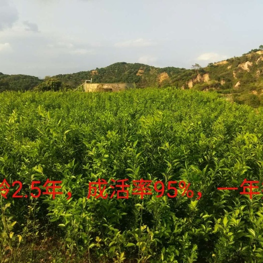 高州市沃柑枝条 30~35cm 