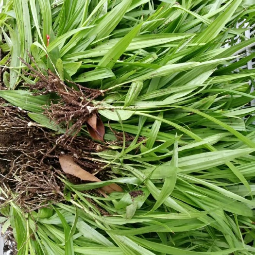 成都紫花白芨苗 