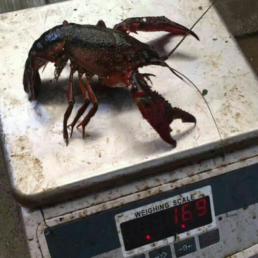 仙桃清水小龙虾 6-8钱 人工养殖 