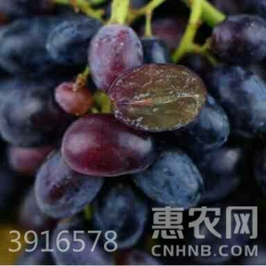 平邑县黑加仑苗 