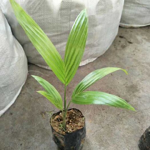广州假槟榔树 基地批发假槟榔袋苗 棕榈科植物