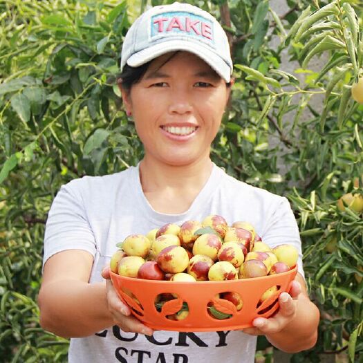 滨州沾化冬枣树苗 现挖现发 源产苗圃基地直供包售后技术