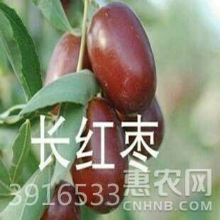 平邑县红枣苗 