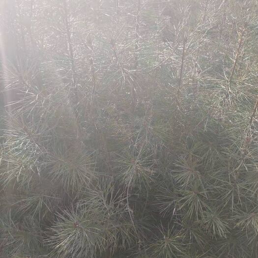 陇南白皮松苗 