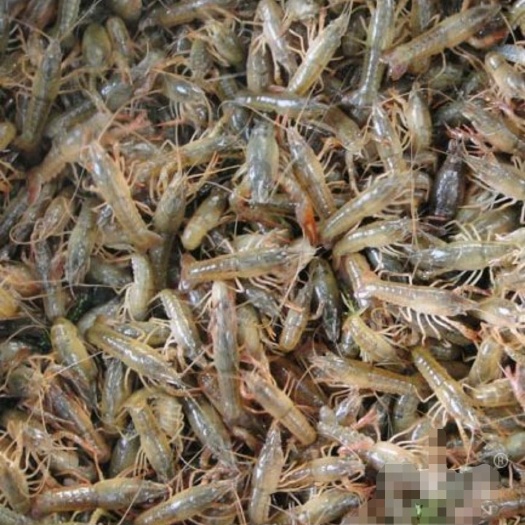 荣县小龙虾苗 