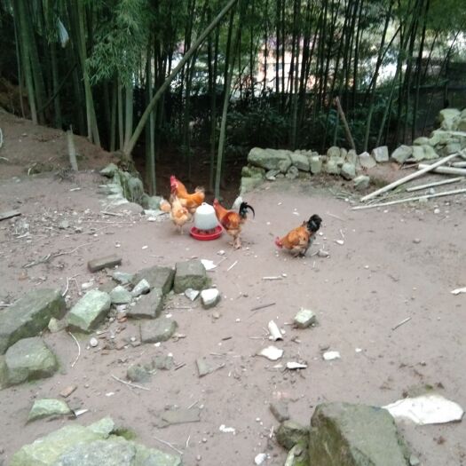 上饶土鸡 2-3斤 母 