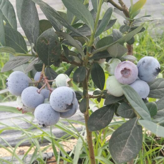 安陆市果园  振兴乡村生态有机无公害蓝莓种植合作