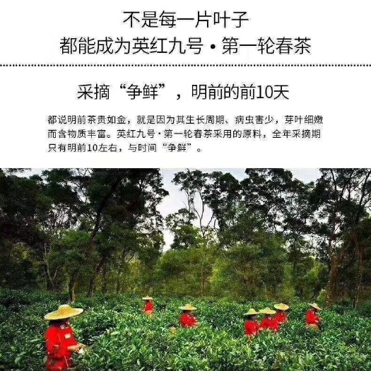 英德市野生绿茶 特级 散装 