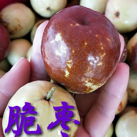 霍城县早脆王枣苗  2年嫁接苗【全国包邮走快递空运】