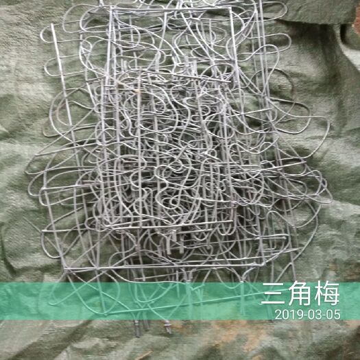 平乐县福禄桐盆栽 