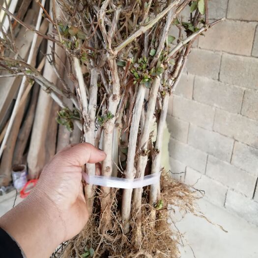 平邑县北花一号两年金银花苗苗成活率高当年回收成本。