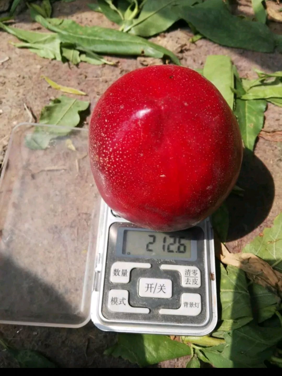 中油4号油桃 2两以上 55mm以上 