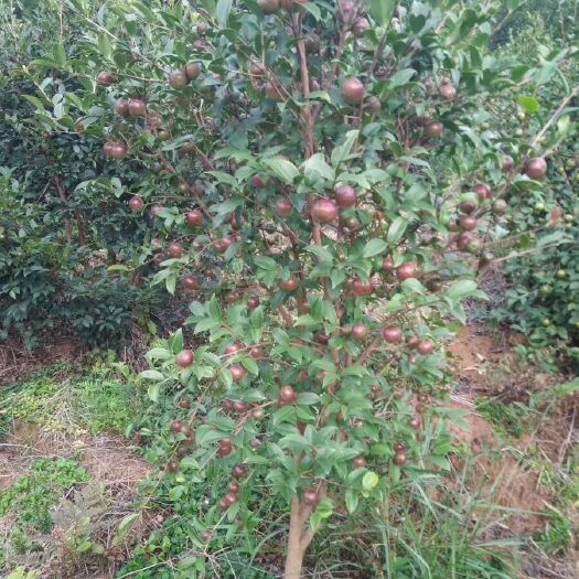深圳现榨山茶油 