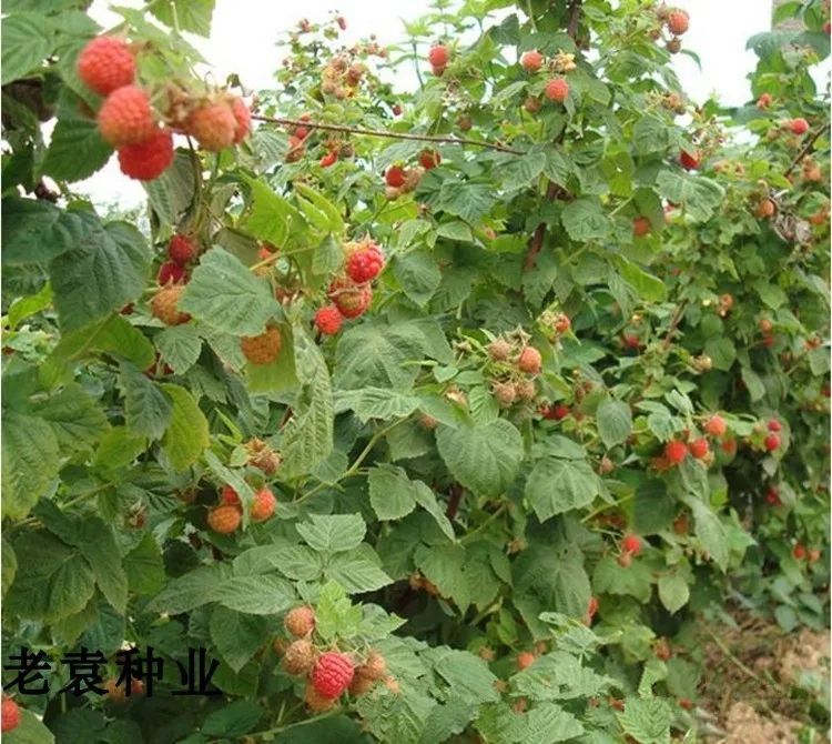 沭阳县红树莓种子 