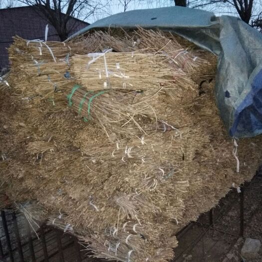 阳信县金蝉  白蜡卵枝基地直供一手货源及后期技术指导