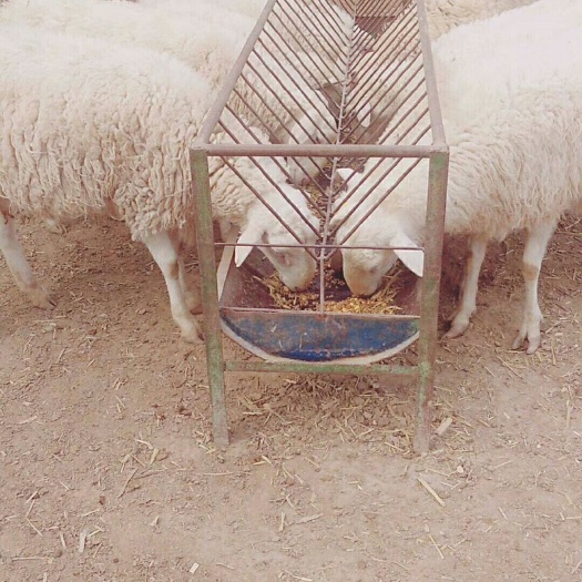 合水县 纯种湖羊，无污染饲草，纯粮食喂养！
