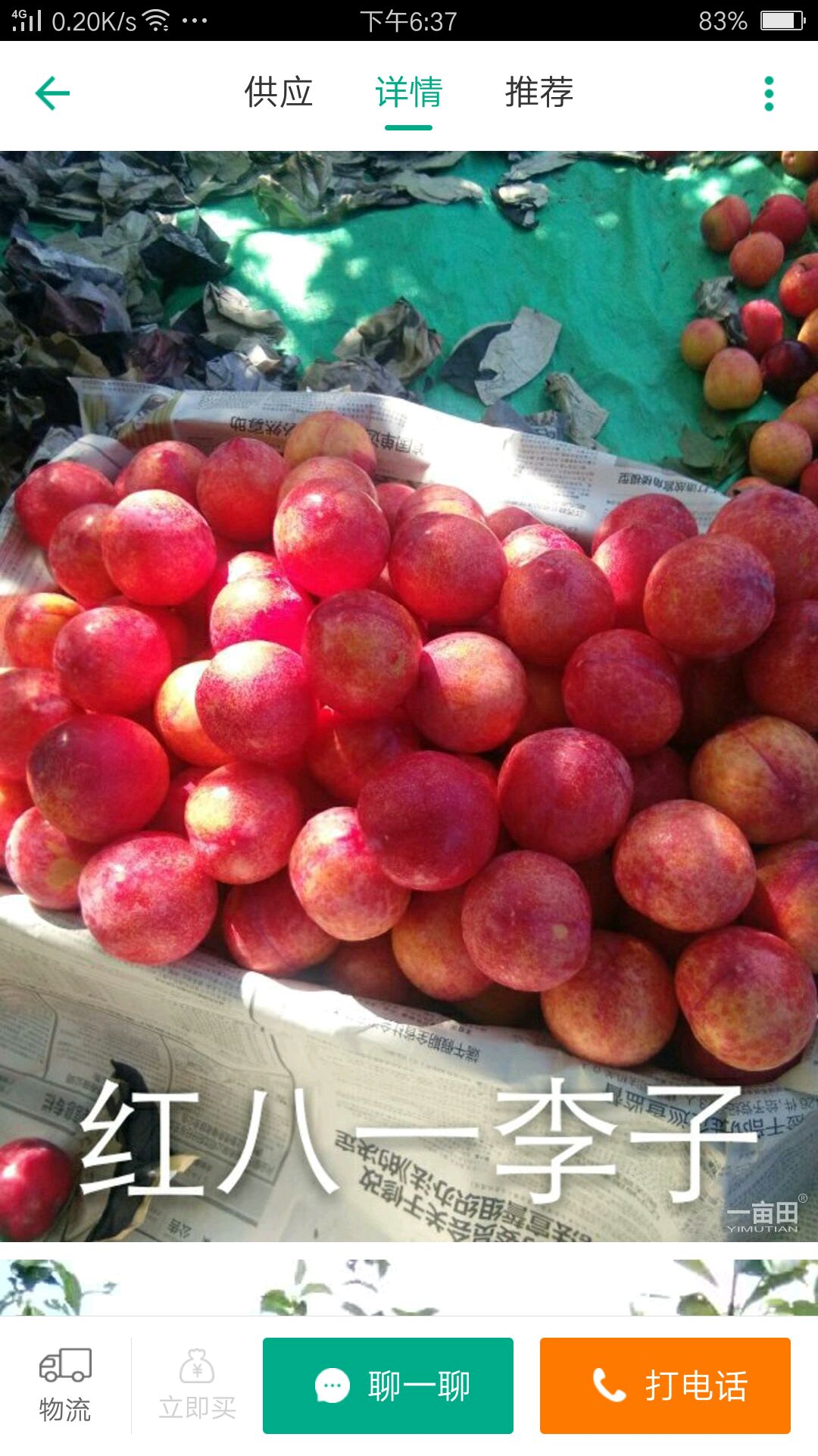 大红袍李子苗 