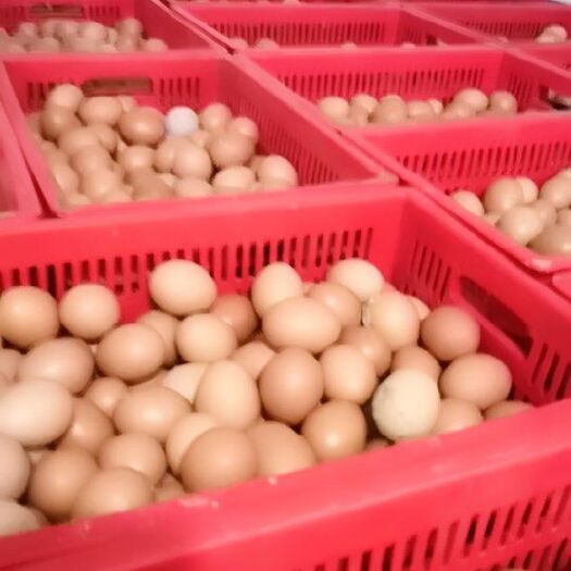 合肥红皮鸡蛋 食用 散装 