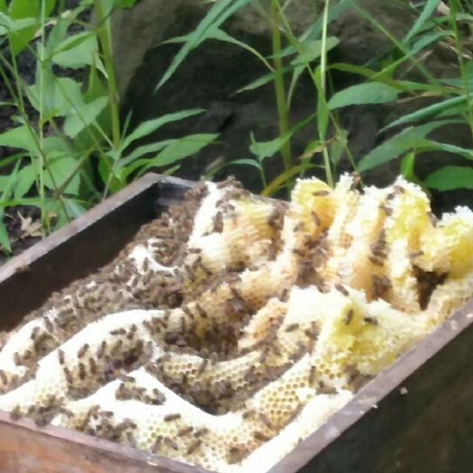 绥江县土蜂蜜 塑料瓶装 2年 80%以上 
